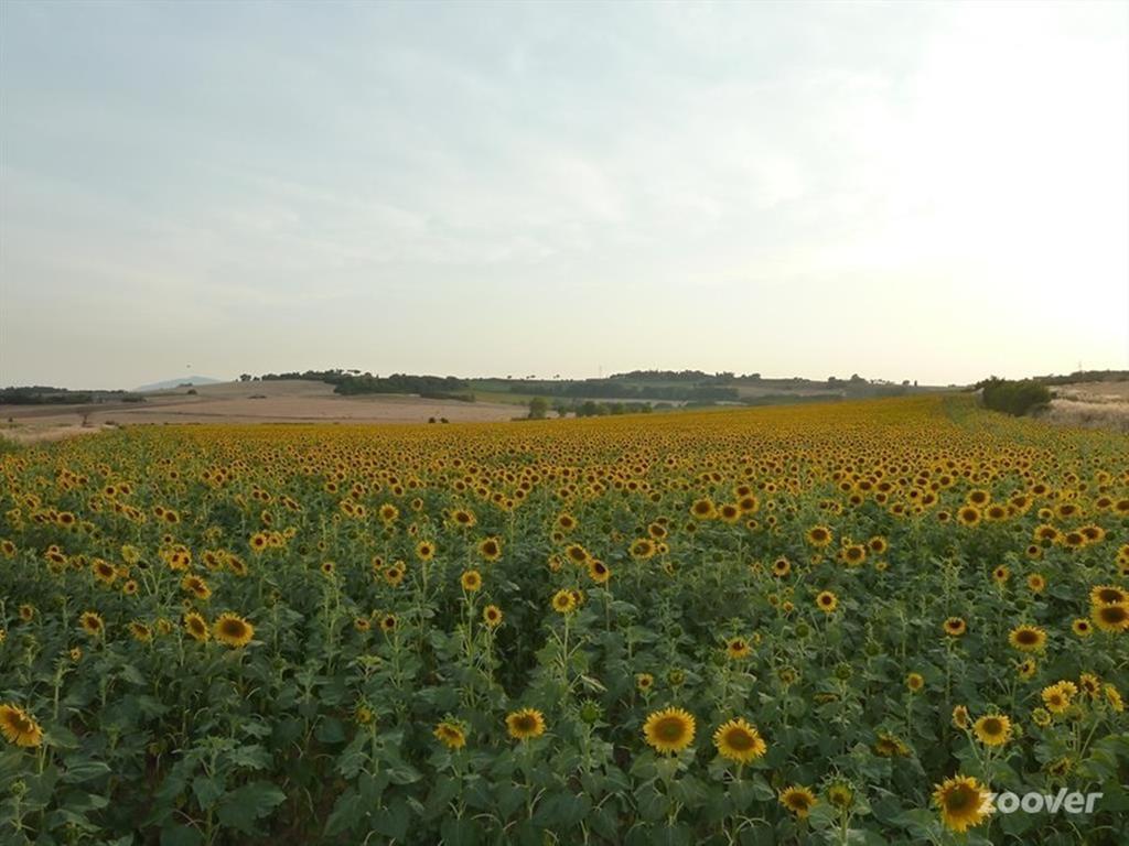 Agriturismo Il Canto Della Gallina Farm stay Villastrada (Umbria)